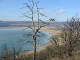 Balaton